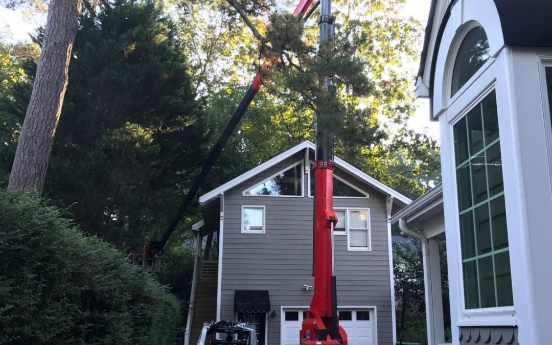 Raleigh Tree Service is available for Dangerous Tree Removal Service in Raleigh