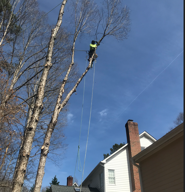 Protect Your Property with Professional Winter Tree Pruning in Raleigh, NC