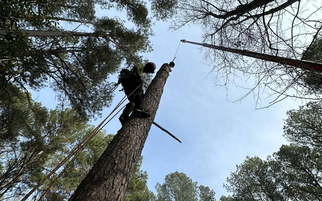 Raleigh Tree Service: Your 24/7 Emergency Tree Removal Partner in Clayton, NC