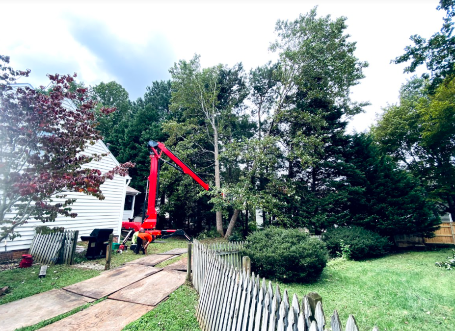 Tree Care Experts In Cary, NC Available For Fall Tree Pruning