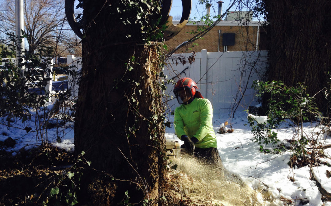 Expert Tree Service in Cary, NC, is Available for All Your Tree Removal Needs