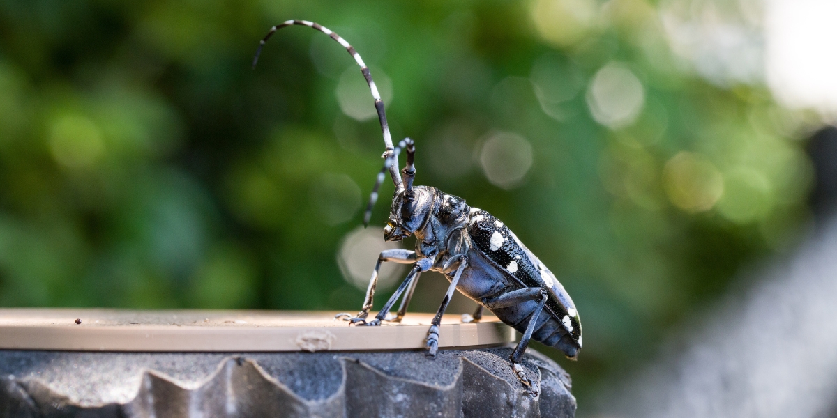 Asian longhorned beetle as one of the tree pests in Raleigh, NC.