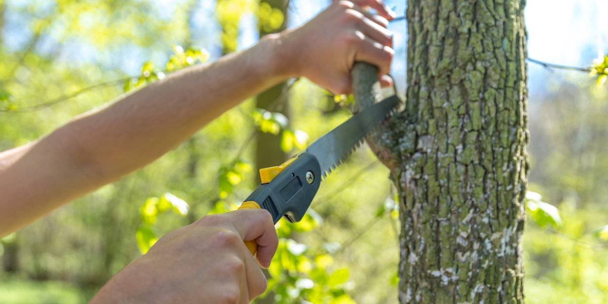 Pruning a tree using a handsaw in Raleigh, NC.