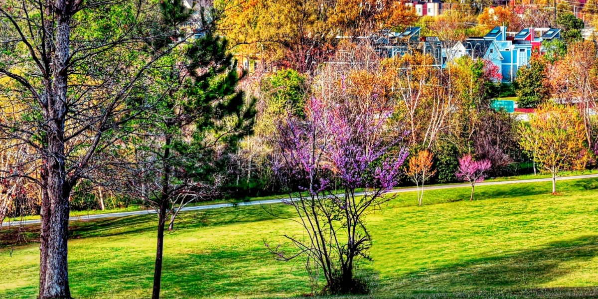 A landscape of trees during spring in Raleigh, NC.