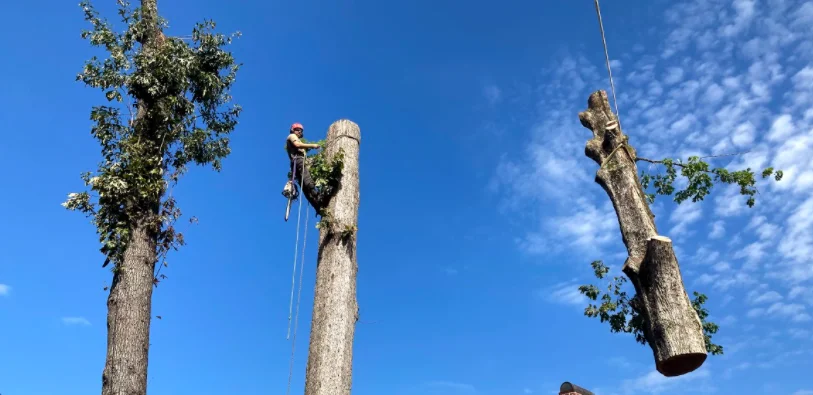 tree removal raleigh nc