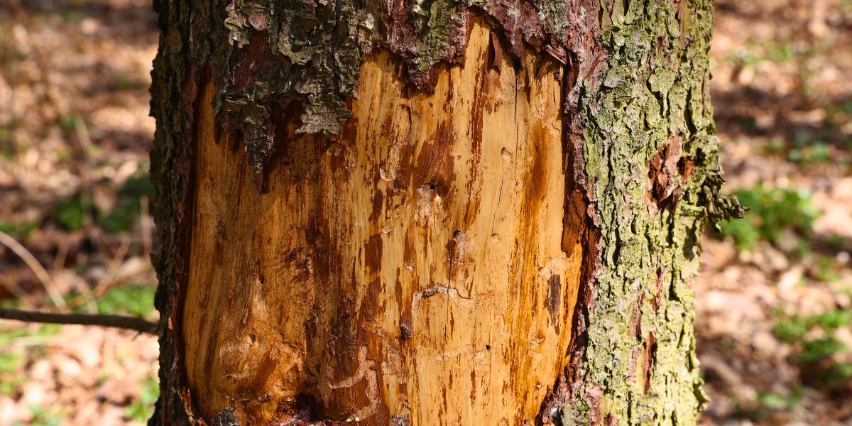 Torn and missing tree bark on a tree in Raleigh, NC.