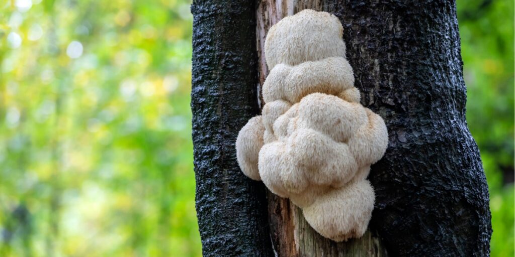 Fungi growing on the damaged bark of a tree in Raleigh, NC.