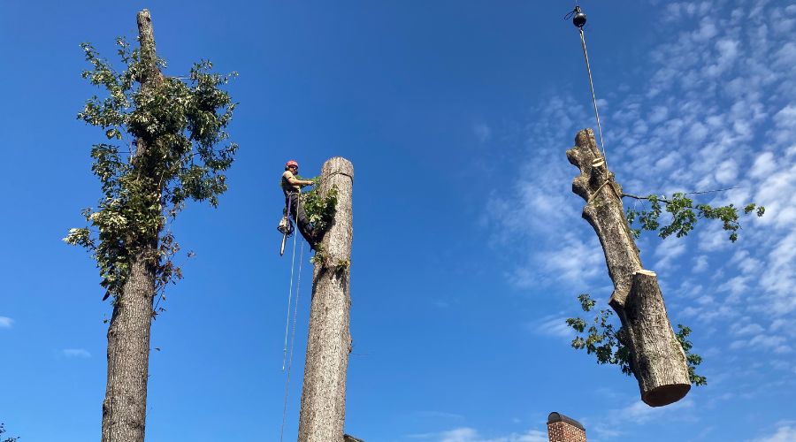 Raleigh Tree Service removing a large, hazardous tree very close to a home in the Triangle, NC