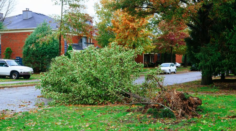 Storm debris scattered across a yard in Raleigh, NC.