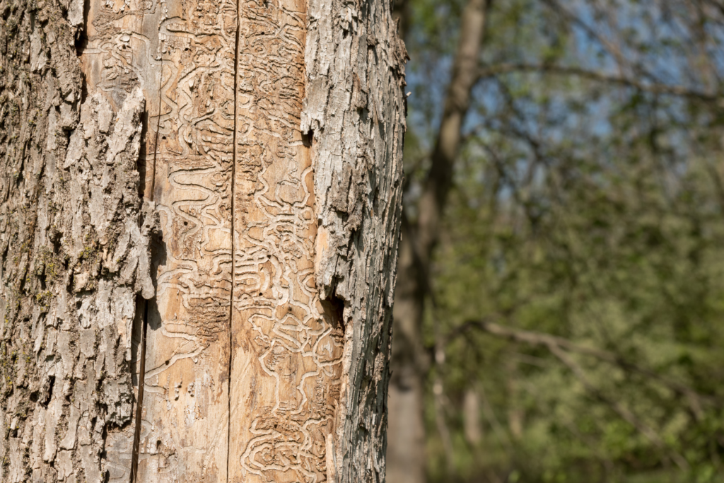 Galleries created on a tree trunk by EAB on an ash tree near Durham, NC. 