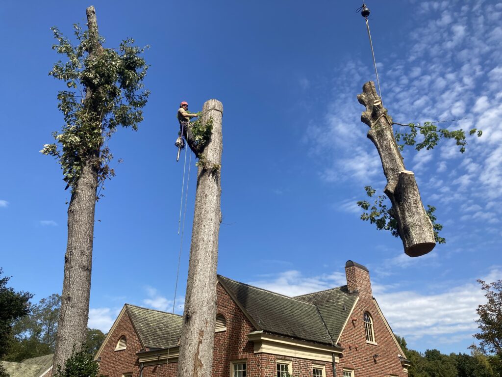 Raleigh Tree team safely removing a dangerous tree right next to a home in the Raleigh area. 