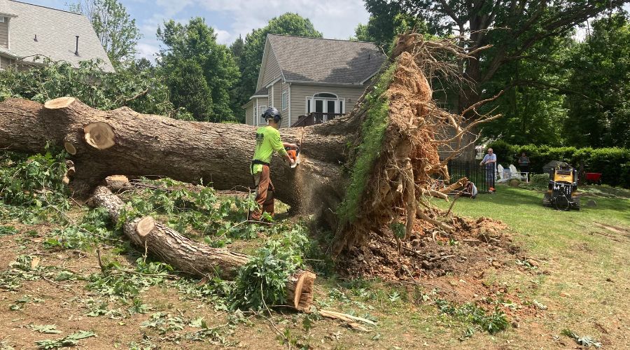 A large, fallen tree after a storm, being assessed by Raleigh Tree Service, in Wake County, NC.