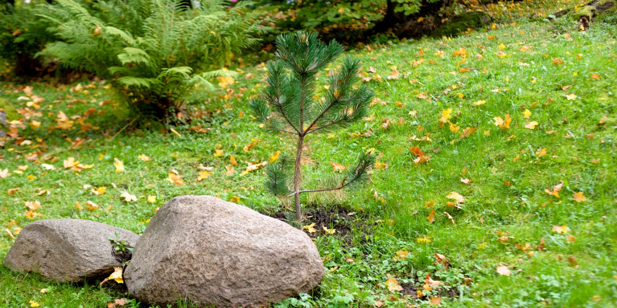 Summer Watering Guide for New Trees | Raleigh Tree Service, Serving ...