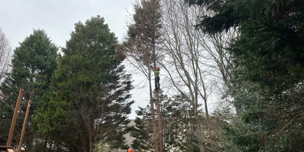 Raleigh tree service arborist pruning some dead branches of a tree on a residence in Raleigh, NC.