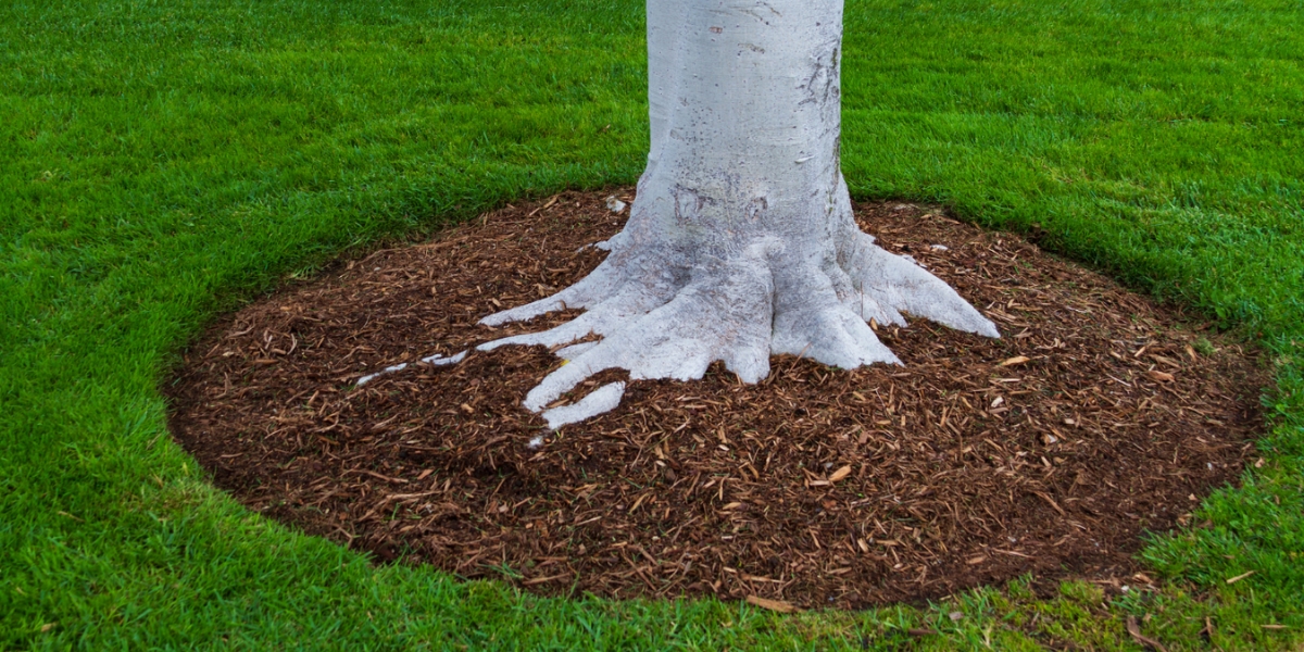 Properly mulch tree in a healthy lawn near Raleigh, NC.