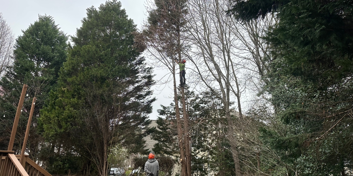 Raleigh Tree Service pruning a large tree near a home in the Raleigh-Durham area.