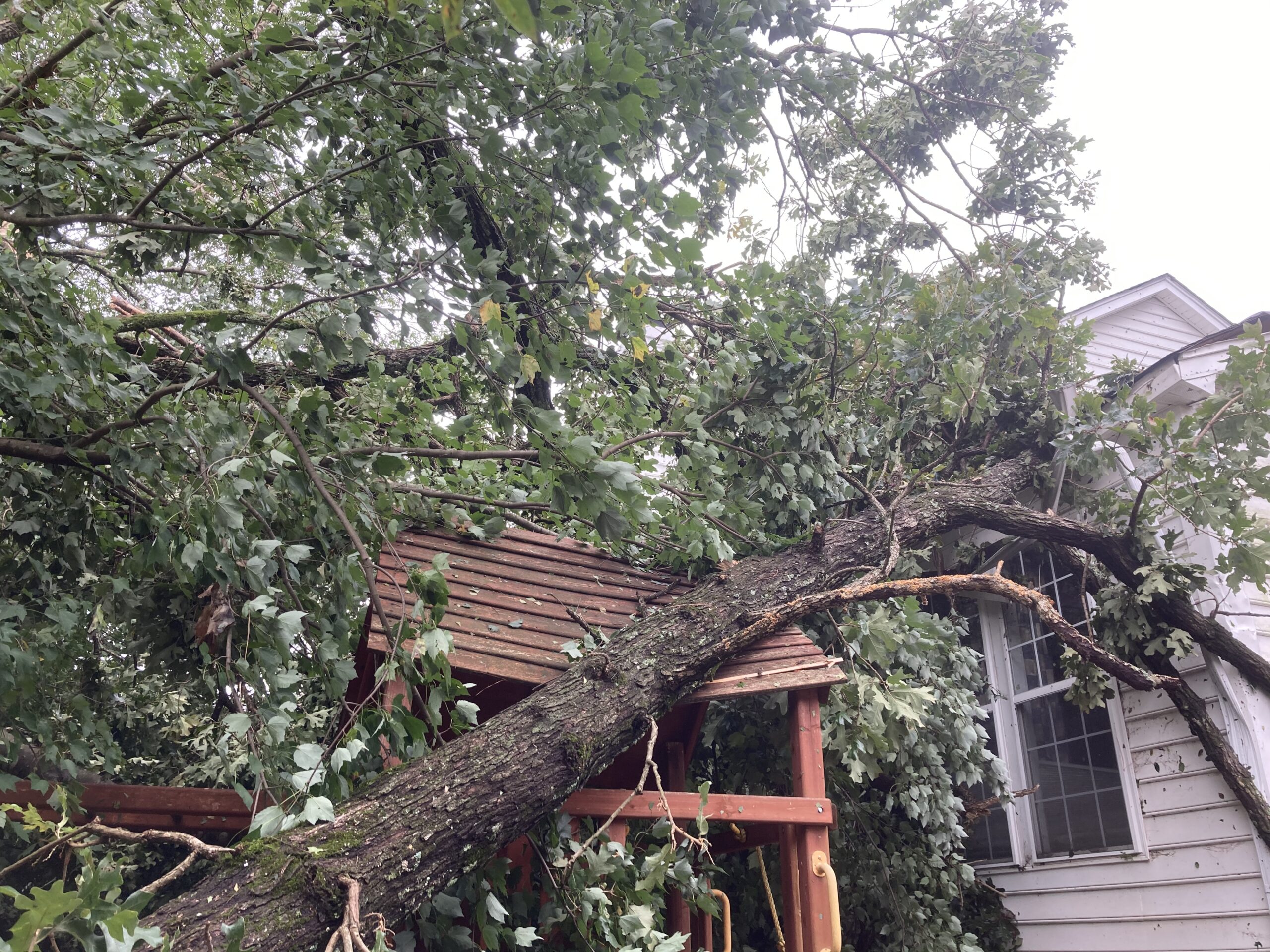 Raleigh-storm-damage-fallen-tree-022524