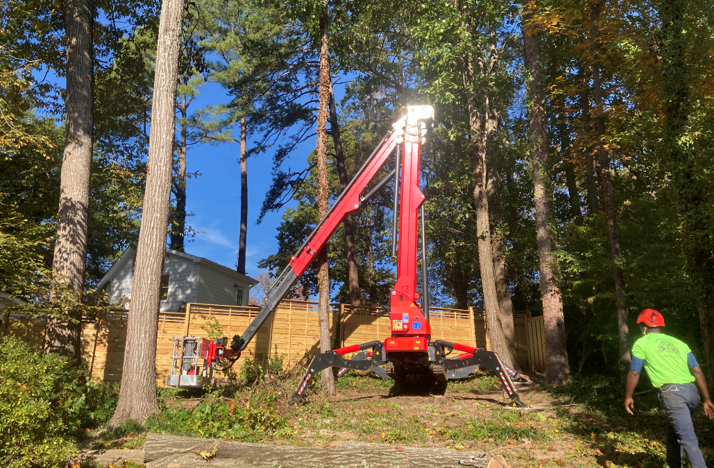 Safety Matters: Tree Service Removal and Trimming in Raleigh, NC