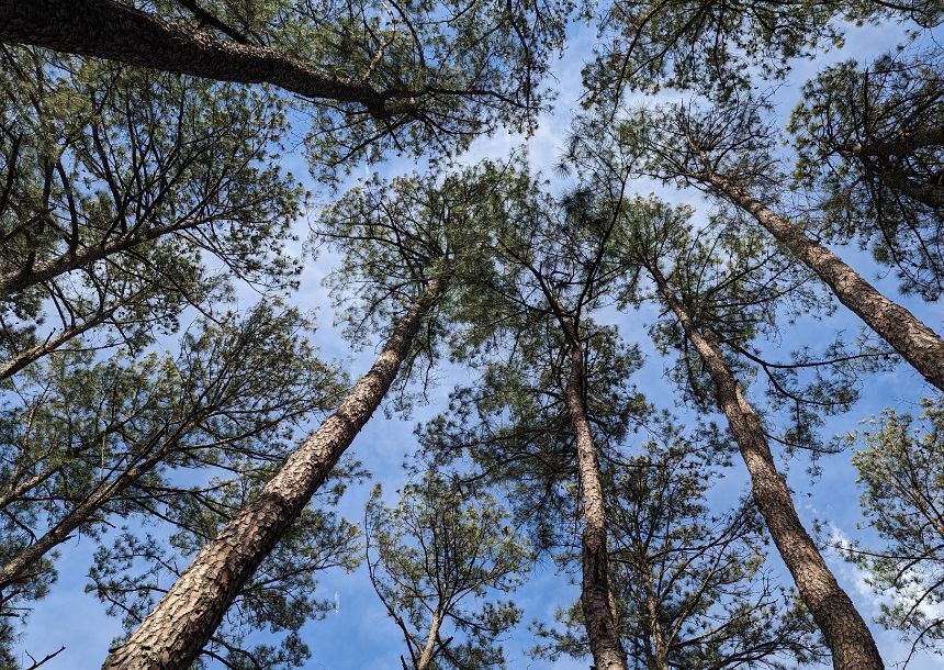 Beautiful canopy of loblolly pine trees in North Carolina.