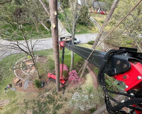 Bird's eye view of a tree pruning from a spider lift on a spring day in Durham, NC.