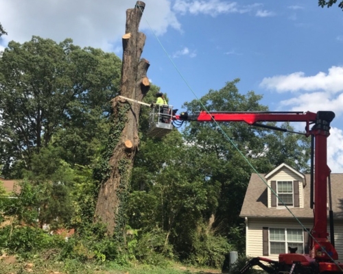 Tree arborist removing a tree on a residence in Durham, NC.