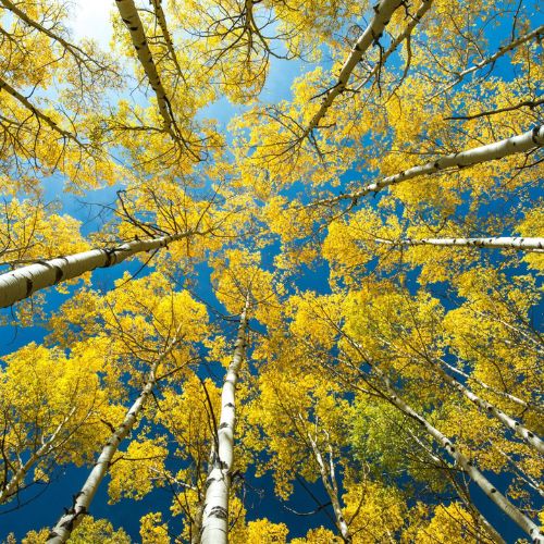 River birch dominant in north carolina.