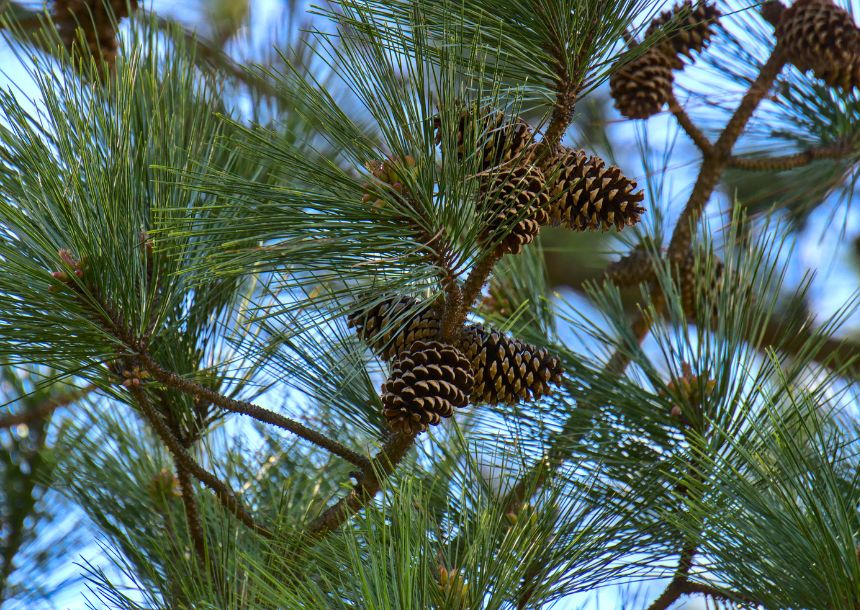 Loblolly pine leaves.