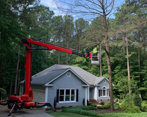 Raleigh Tree Service crew, inspecting branches that will be pruned before winter starts in Raleigh, NC.