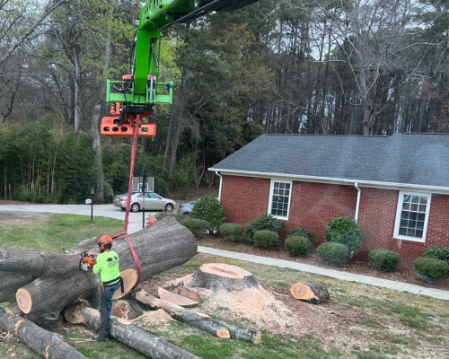 Raleigh tree arborist, cutting a trunk into pieces after a removal in Raleigh, NC.