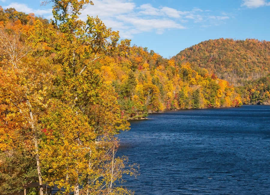 Trees surrounding the Wake Forest Reservoir during fall in North Carolina.