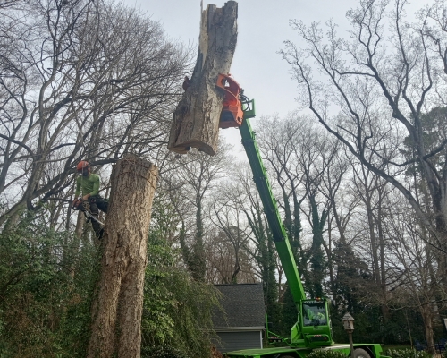 Raleigh Tree Service team at work; removing a tree with a grapple saw crane and an arborist in Wake Forest, NC.