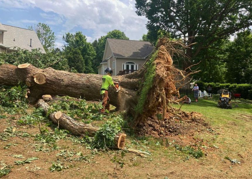 A raleigh tree service crew member cutting through a fallen tree near the roots to partition into smaller cuts.