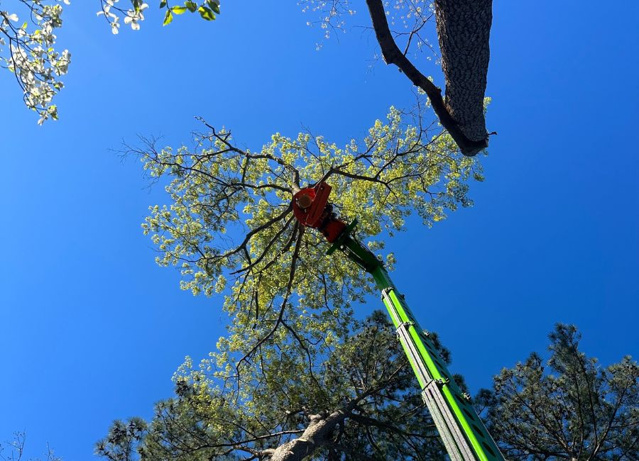 Raleigh Tree Service's grapple saw crane with a freshly cut tree in a clear blue sky background.