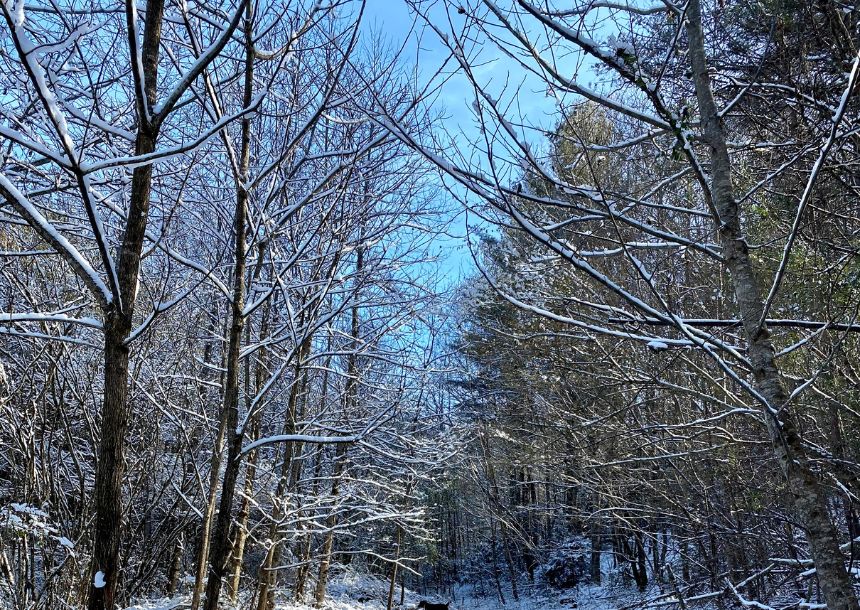 A forest near Raleigh, NC on snow day