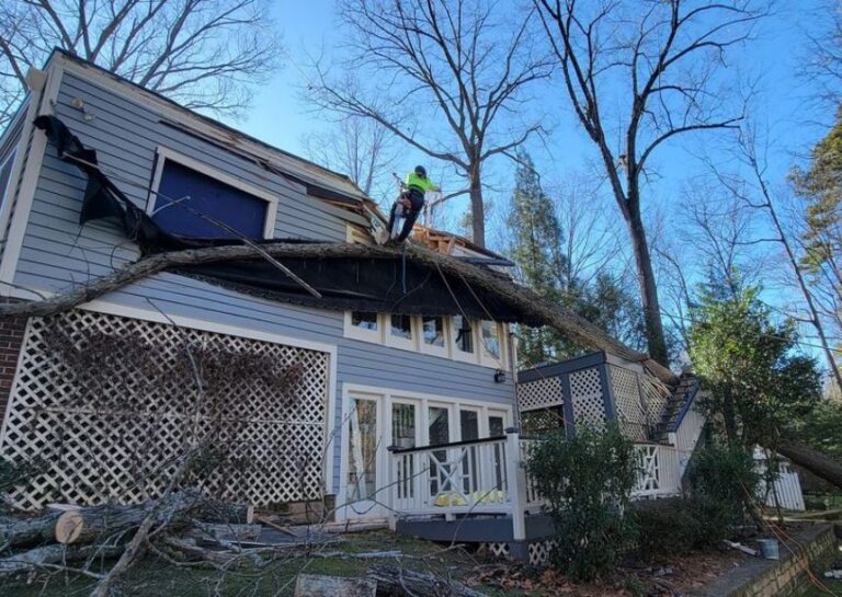 Tree Removal Raleigh Tree Service & Tree Removal Raleigh - Top-Rated Raleigh Tree Service