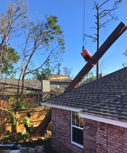 Raleigh tree service crew securing the grapple hook on the storm fallen tree to be lifted off the roof.