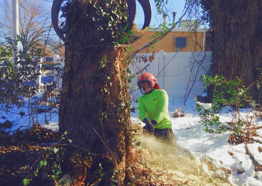 An arborist with a chainsaw removing a tree on a winter day near Raleigh, NC