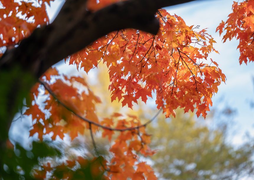 A red maple branch with dangling leaves located in North Carolina.