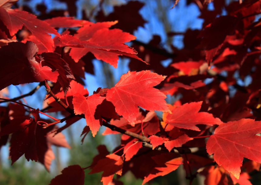 Red maple leaves known as acer rubrum which is found mostly in North Carolina.