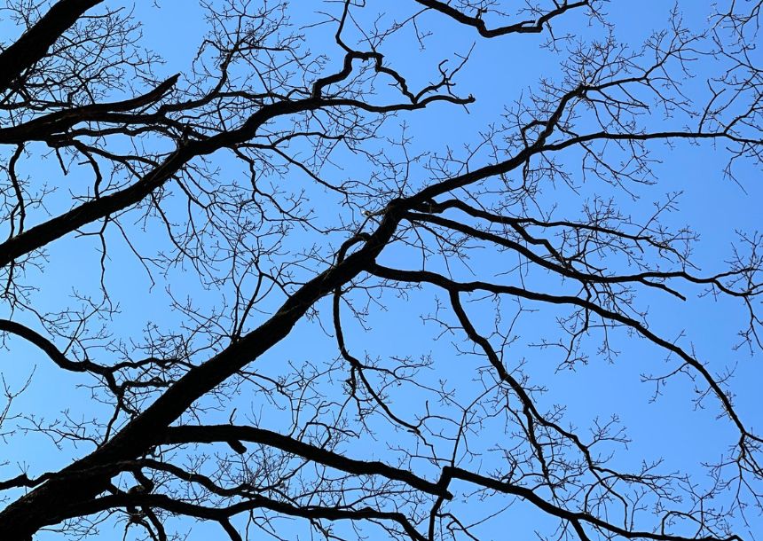 dead branched ready for tree trimming.