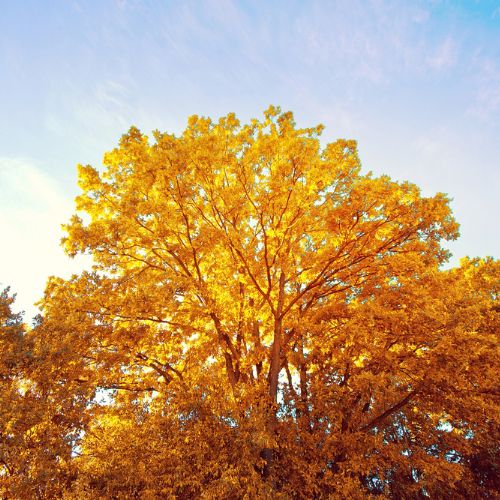 Beautiful view of a hickory tree canopy.