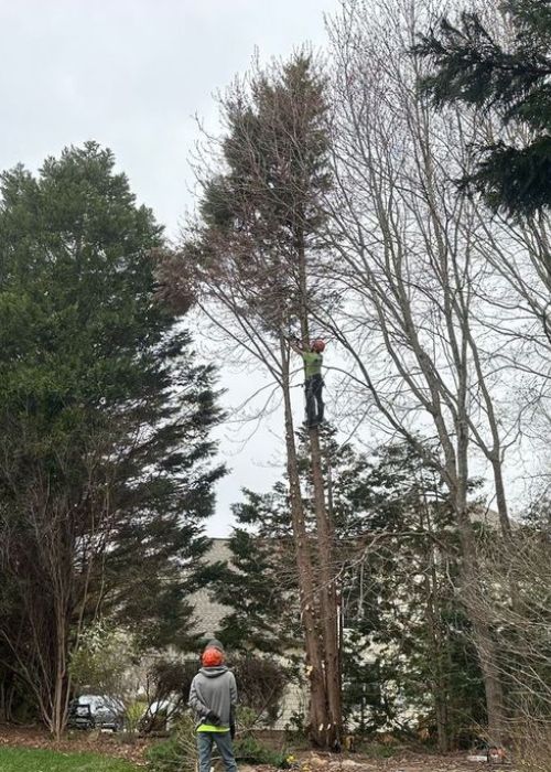 Raleigh tree service crew members pruning a tree.