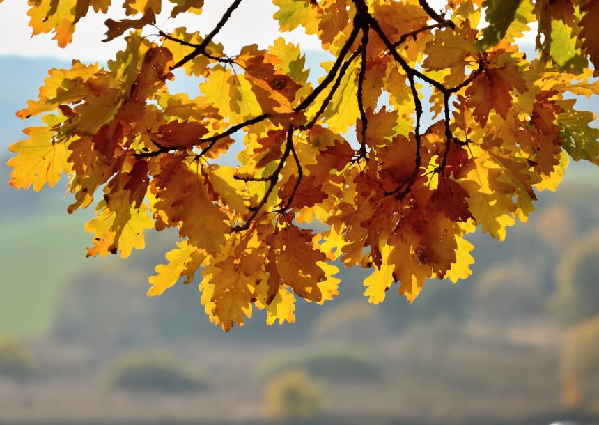 healthy oak leaves.