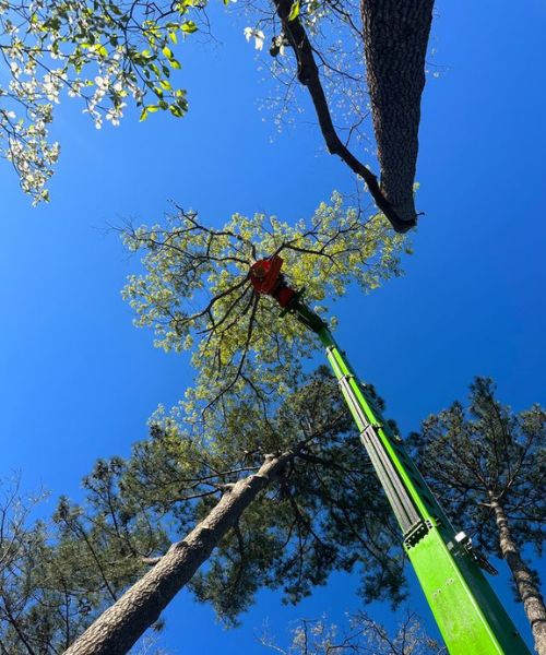 A Raleigh tree service crane beside a pruned and trimmed tree.