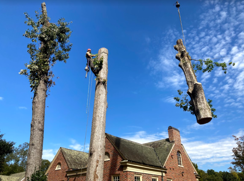 Raleigh Tree Service Available 24/7 for Dangerous Tree Removal Services In Cary