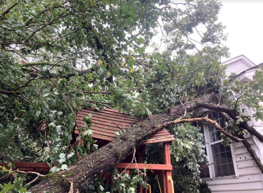 Raleigh Tree Service is Available for all your Emergency Tree Service Needs