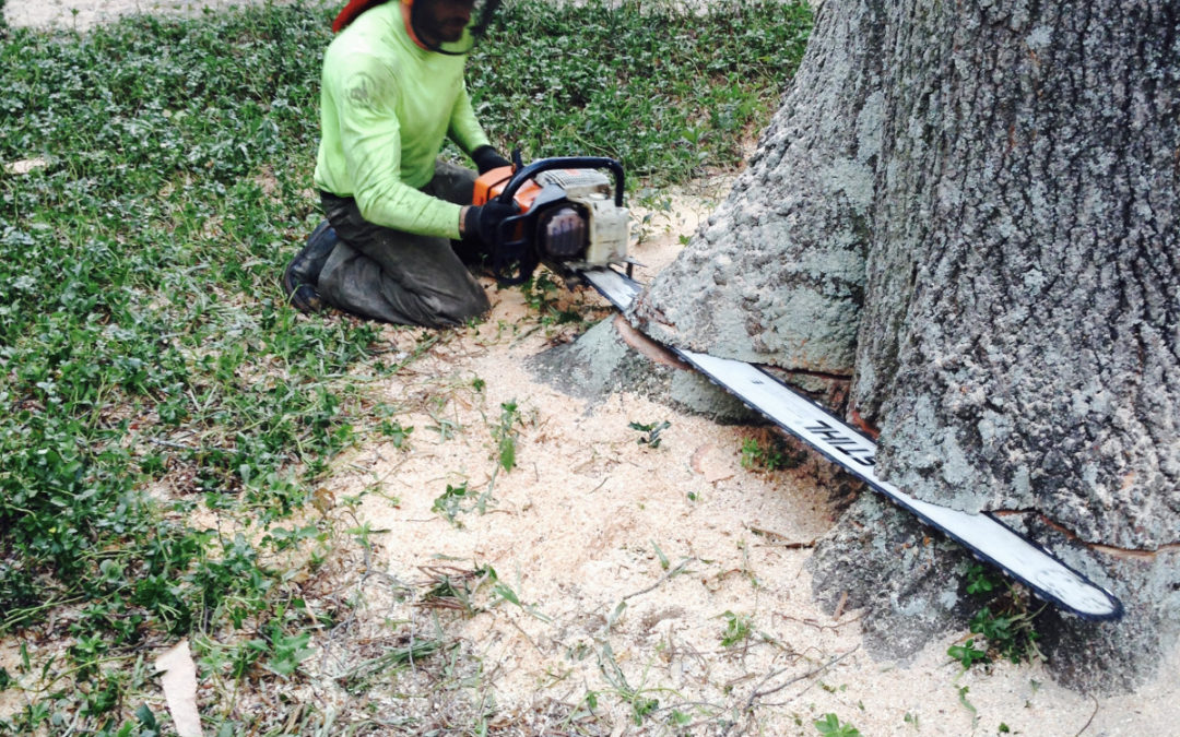 The Environmental Benefits of Tree Services: What You Need to Know