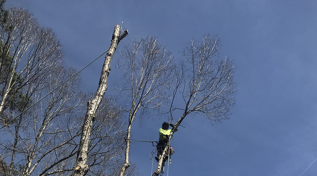 How To Spot Bad Tree Pruning: Top Indicators