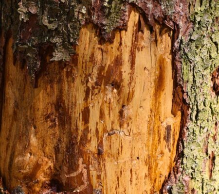 Torn and missing tree bark on a tree in Raleigh, NC.