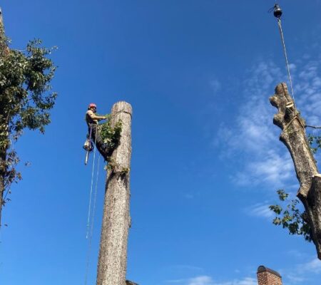 Raleigh Tree Service removing a large, hazardous tree very close to a home in the Triangle, NC